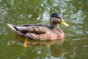 duck floats on lake water