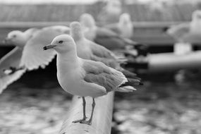 unique Birds Wildlife