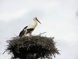 nest with two storks