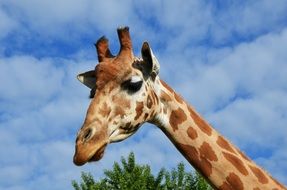 head of a young giraffe