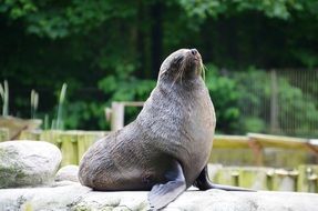 plump cute sea lion