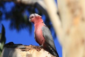 galah in Australia