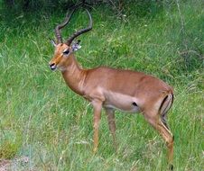 antelope on green grass in south africa