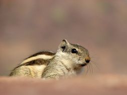siberian chipmunk