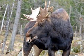 big moose in wildlife