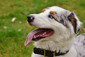 dog resting on a green meadow