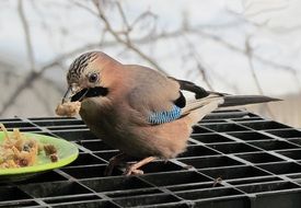 Animals Birds Jay Food