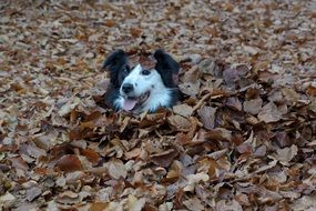 border collie in fall foliage