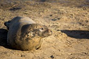 fur seal on the beach near the sea