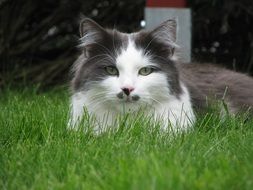 gray white cat on the lawn