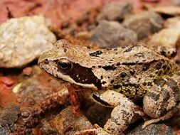 Portrait of small amphibian in nature