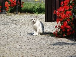 cat sits on a path near a bush with pink flowers