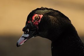 black duck with red eyes