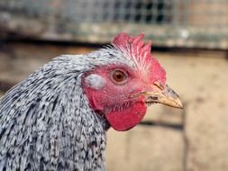 head of a domestic hen