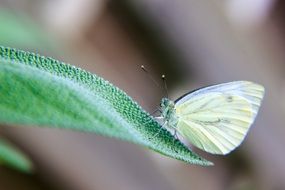 Closeup photo of butterfly