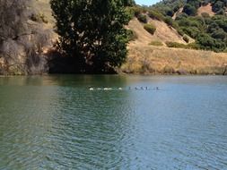 distant view of a row of ducks on a lake in northern california