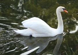 floating white swan