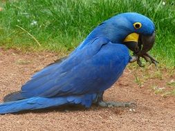 Beautiful blue hyazinth-ara bird in nature