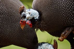 nice black Guineafowl Bird