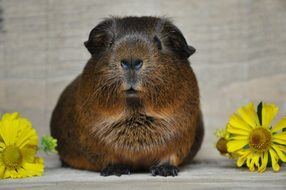 sweet brown guinea pig with smooth hair