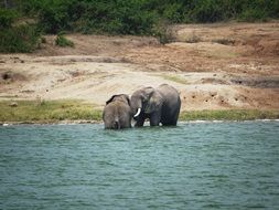 elephants in the water in uganda