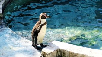 humboldt penguin standing on a rock