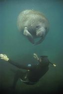 Manatee in the sea