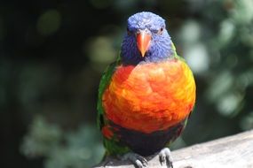 beautiful colorful parrot in the reserve