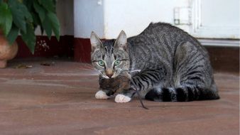 cat caught the mouse