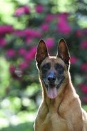 Dog expression Portrait