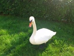 white swan on green grass