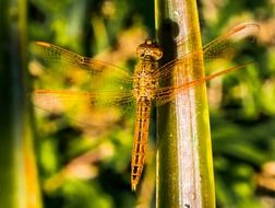 closeup of an orange dragonfly