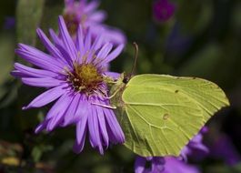 camouflaged gonepteryx rhamni