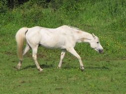 white horse on a green meadow