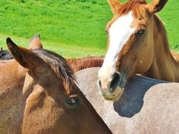 heads of different horses close up