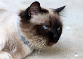 lazy burmese cat