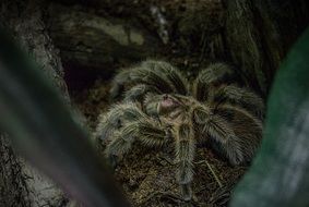 hairy disgusting tarantula
