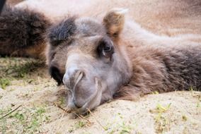 portrait of Camel Dromedary