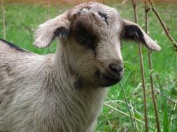 lamb in a green meadow