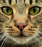 portrait of a barred tabby cat with green eyes