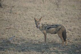 wild jackal in South Africa