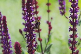 lavender flowers on the field