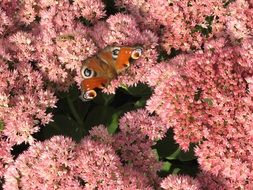 butterfly on a bush with pink flowers