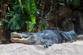 sad Crocodile