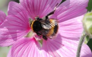 bee pollinating a pink flower