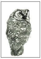 illustration of the owl