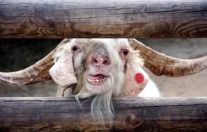 billy Goat with big horns looks through wooden bars