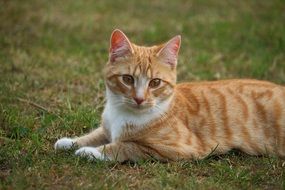 portrait of ginger kitten lies on green grass