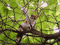 the cat climbed to the top of the tree