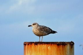 seagull on the Baltic Sea